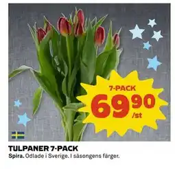 Coop Daglivs TULPANER 7-PACK erbjuda