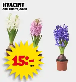 Nelins Hyacint erbjuda