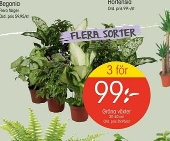EKO Gröna växter erbjuda