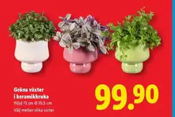 Lidl Gröna växter i keramikkruka erbjuda