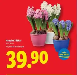 Lidl Hyacint 3 lökar erbjuda