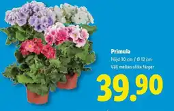Lidl Primula erbjuda