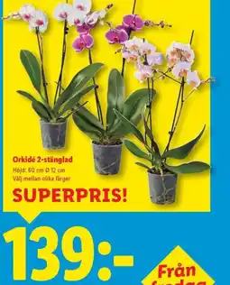Lidl Orkidé 2-stänglad erbjuda