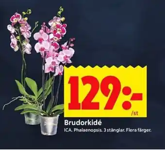 ICA Kvantum Brudorkidé erbjuda