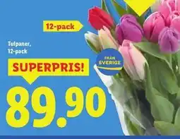 Lidl TULPANER 12-PACK erbjuda