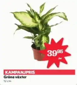 Hemköp Gröna växter erbjuda