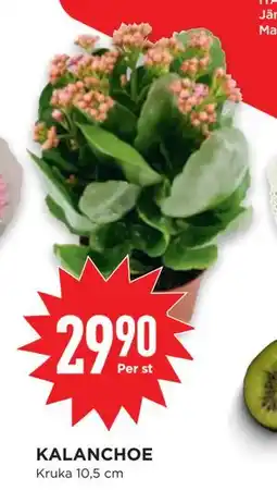 Willys KALANCHOE erbjuda