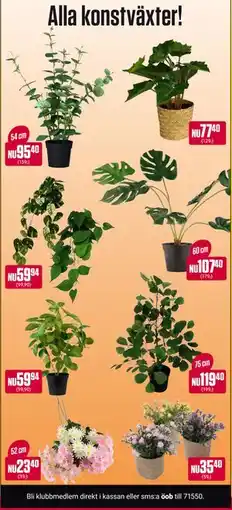 ÖoB Alla konstväxter!, Medlemspris erbjuda