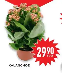 Willys Hemma KALANCHOE erbjuda