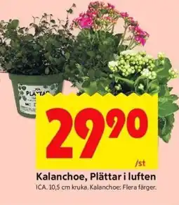 ICA Kvantum ICA Kalanchoe, plättar i luften erbjuda
