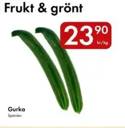 Snabbgross Gurka Spanien. erbjuda