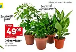 City Gross Gröna växter erbjuda