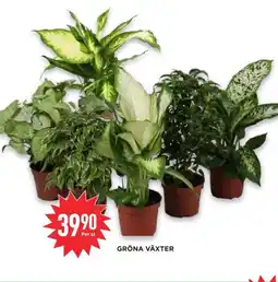 Willys Gröna växter erbjuda