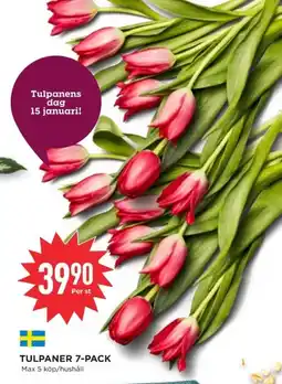 Willys Tulpaner 7-pack erbjuda