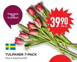 Willys Hemma TULPANER 7-PACK erbjuda