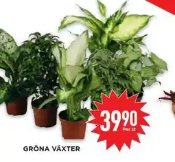 Willys Hemma GRÖNA VÄXTER erbjuda
