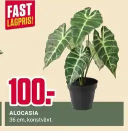 ÖoB ALOCASIA erbjuda