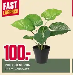 ÖoB PHILODENDRON erbjuda