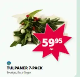 Tempo Tulpaner erbjuda