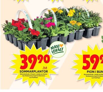 ICA Maxi Blomsterboda Plantor erbjuda