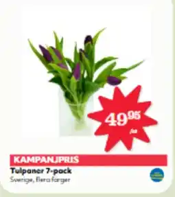 Hemköp KAMPANJPRIS Tulpaner 7-pack erbjuda