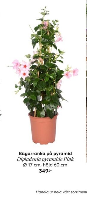 Plantagen Plantor erbjuda