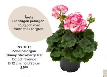Plantagen Plantor erbjuda