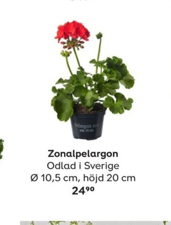 Plantagen Plantor erbjuda