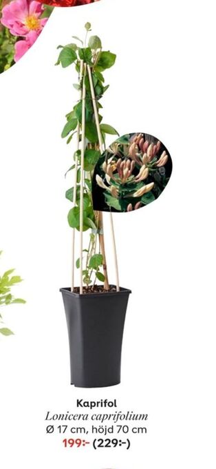 Plantagen Plantor erbjuda