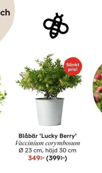 Plantagen Bärbuskar erbjuda