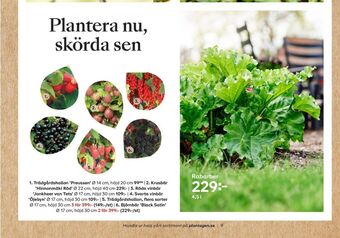Plantagen Bärbuskar erbjuda
