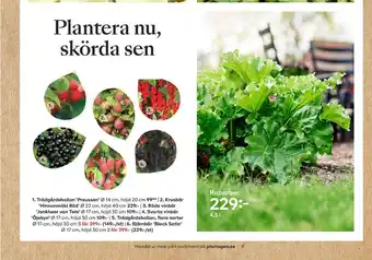 Plantagen Bärbuskar erbjuda