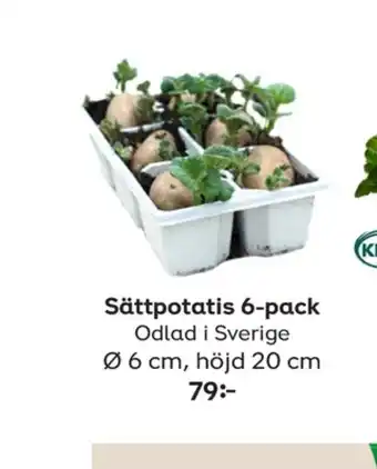 Sättpotatis