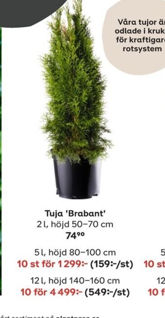 Plantagen Buskar erbjuda
