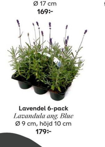 Plantagen Plantor erbjuda
