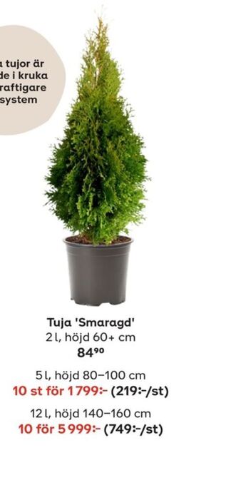 Plantagen Buskar erbjuda
