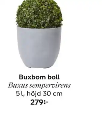 Plantagen Buskar erbjuda