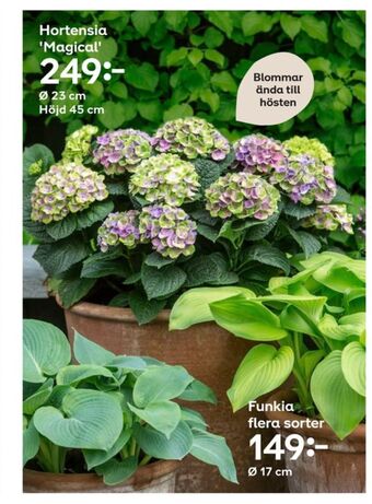 Plantagen Plantor erbjuda