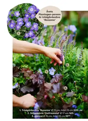 Plantor