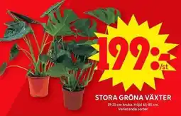 ICA Maxi Stora gröna växter erbjuda
