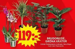 ICA Maxi Brudorkidé, gröna växter erbjuda