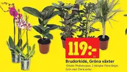 ICA Kvantum Brudorkidé, Gröna växter erbjuda