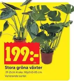 ICA Kvantum Stora gröna växter erbjuda