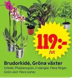 ICA Supermarket Brudorkidé, Gröna växter erbjuda