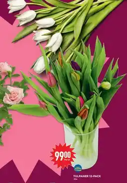 Willys TULPANER 12-PACK erbjuda