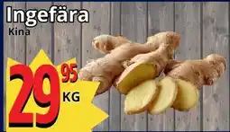 Supergrossen Ingefära erbjuda