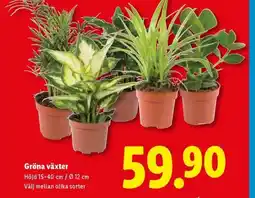 Lidl Gröna växter erbjuda
