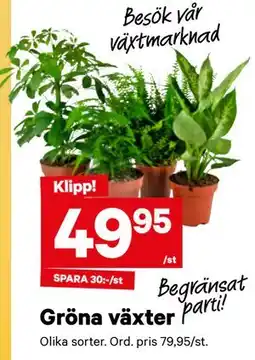 City Gross Gröna växter erbjuda