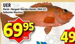 Matvärlden Tensta UER erbjuda