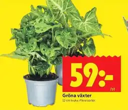 ICA Kvantum Gröna växter erbjuda